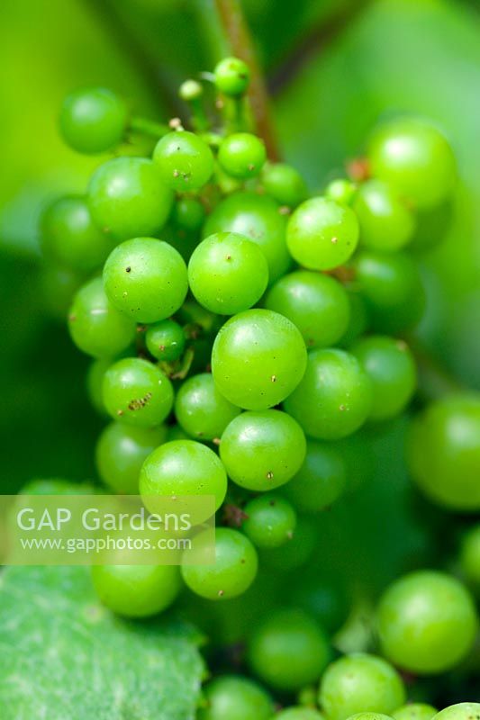 Vitis 'Siegerrebbe' - Grapes