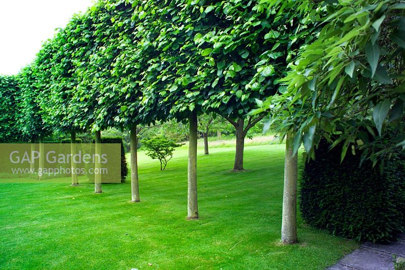 Pleached Tilia - Lime trees at Little Malvern Court in Worcestershire