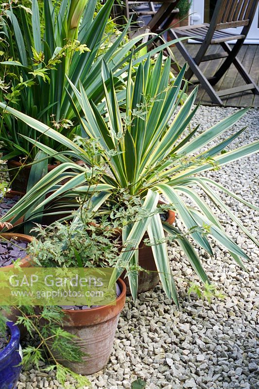 Yucca in containers in Small suburban garden in Warmley, Bristol