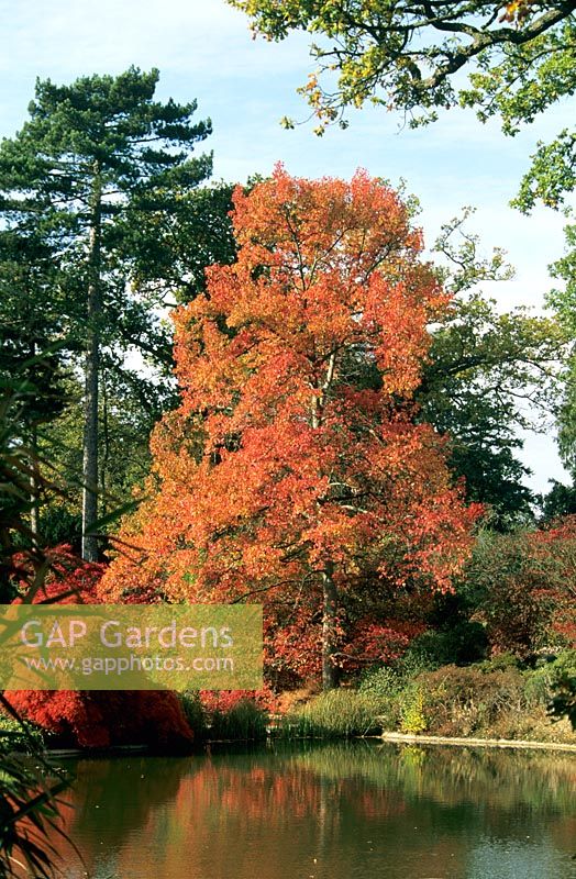 Nyssa sylvatica AGM  - Clivedon garden Buckinghamshire