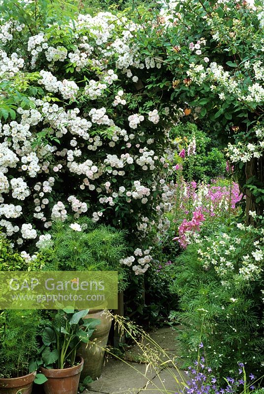 Rosa 'Pauls Himalayan Musk' growing over arch in cottage garden