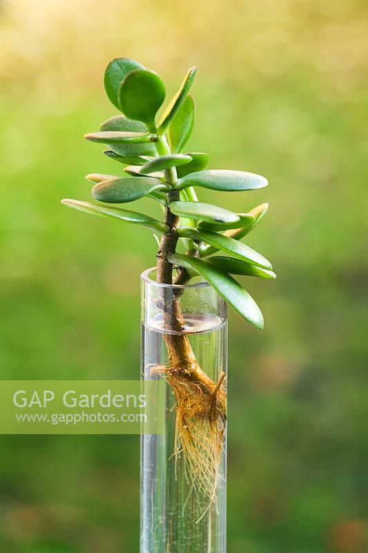 Jade tree cutting in water showing new roots - Crassula argenta