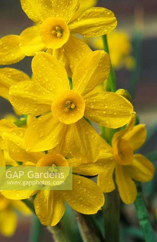 Narcissus 'Baby Moon' - Jonquil Daffodil