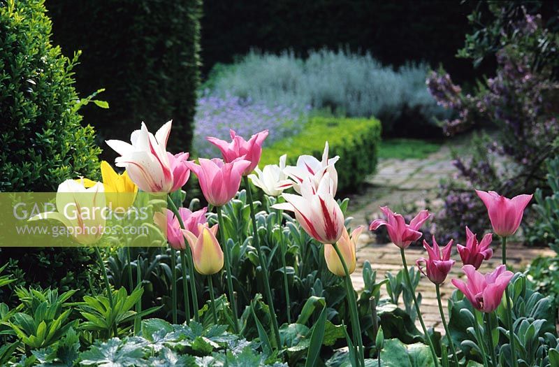 Tulips in border at Old Place Farm in Kent. Tulipa 'Marilyn', 'China Pink' and 'Elegant Lady'