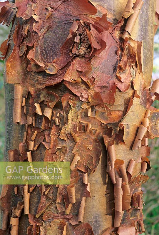 Acer griseum - showing peeling bark