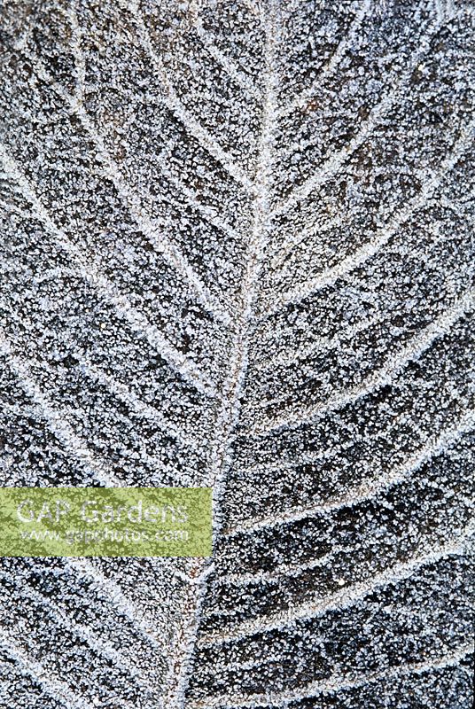 Frosted leaf of Magnolia