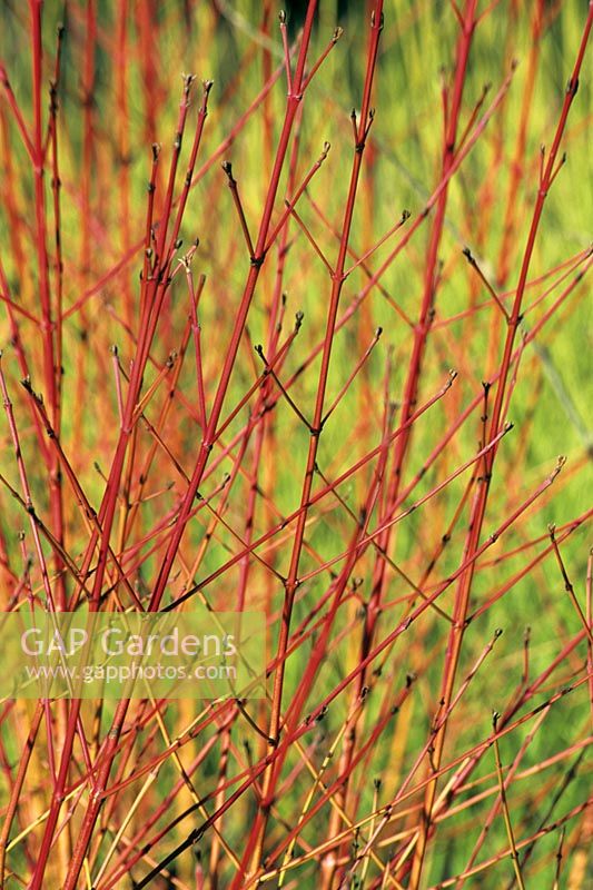 Cornus alba 'Sibirica' - winter stems