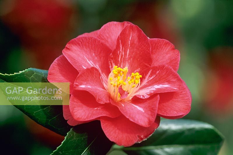 Camellia japonica 'Lady Vansittart'  