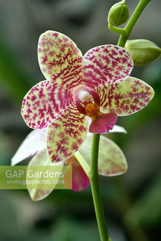 Phalaenopsis - Orchid