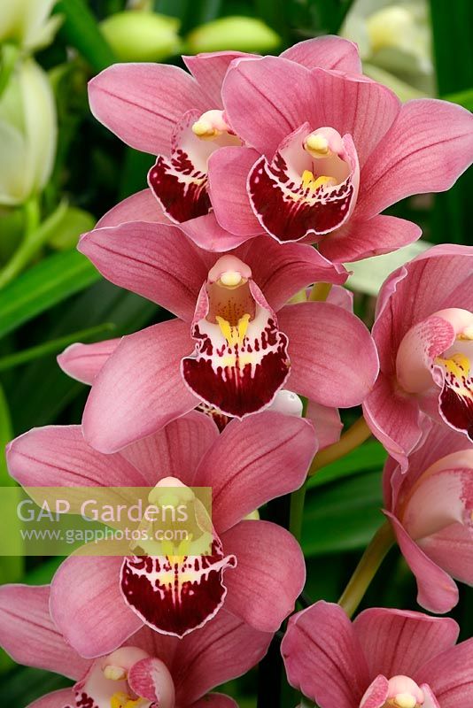 Cymbidium - Pink Orchids