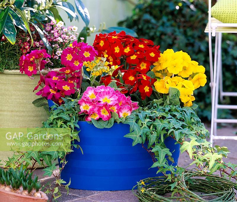 Spring containers with Primula acaulis, Primula elatior 'Crescendo', Primula veris 'Cabrillo' and Hedera 'Goldstern'