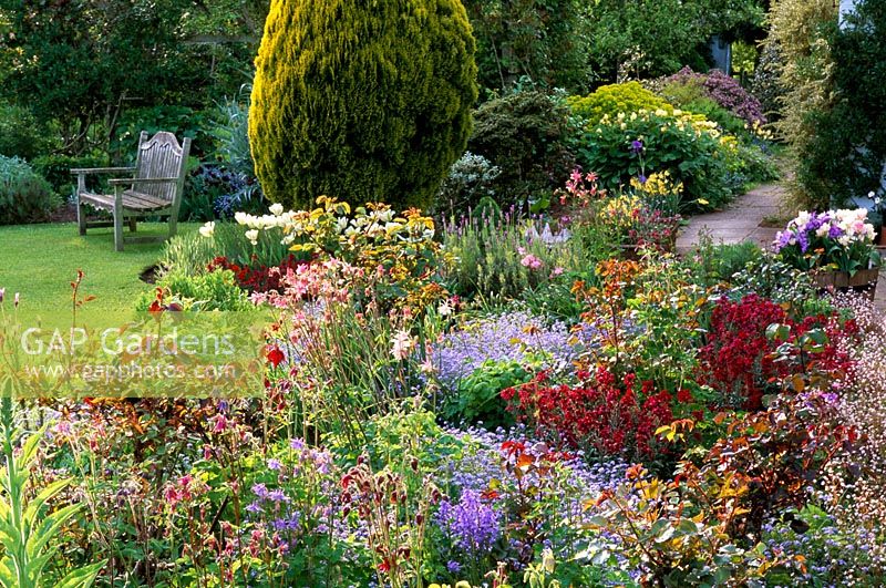 Mixed rose border in Spring with  Gypsophylla, Aquilegia, Tulipa and Violas