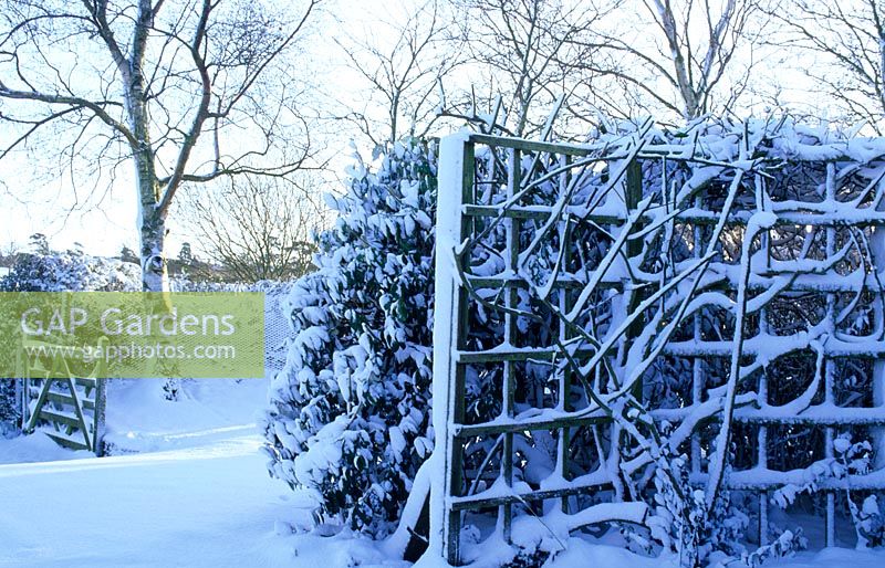Cottage garden in winter with snow, Betula - Silver Birch tree by gate and trellis.   Gowan Cottage in Suffolk