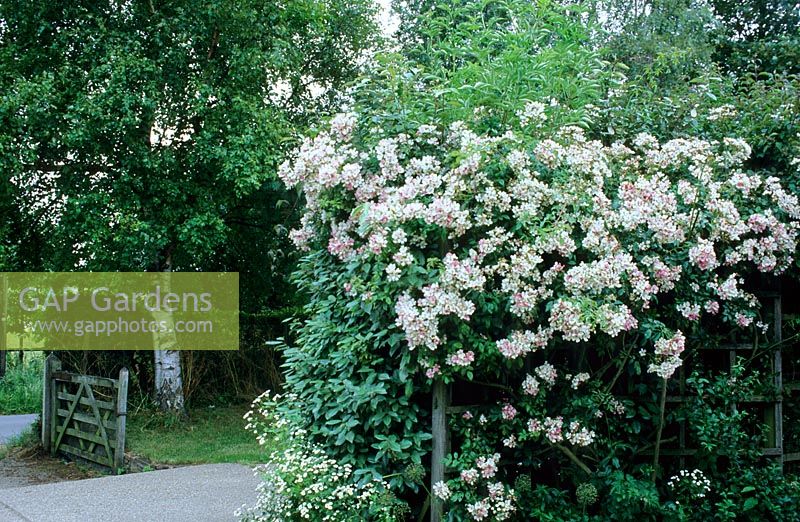 Rosa 'Wedding Day' growing by gate and Betula - Silver Birch tree at Gowan Cottage in Suffolk