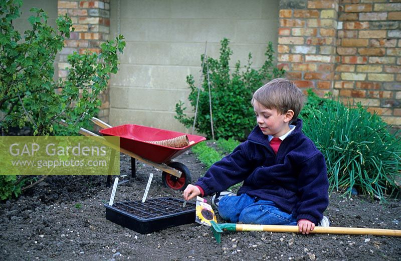 Child planting sunflower seeds