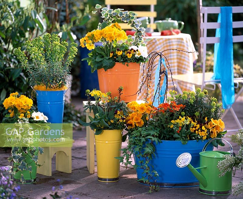 Colourful spring containers with Primula 'Crescendo', 'Cabrillo', Euphorbia, Hedera, Salix and  Viola Sorbet 