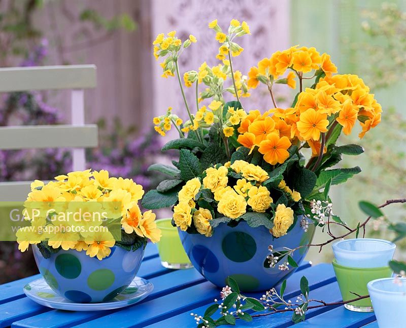 Spring floral display with Primula acaulis 'Butter Yellow', 'Crescendo' and 'Cabrillo' in spotted bowls on table