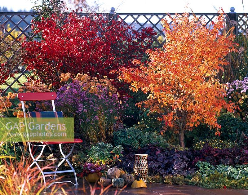Autumnal patio with chair backed by colourful shrubs, Euonymus alatus, Prunus,  Chrysanthemum and Aster
