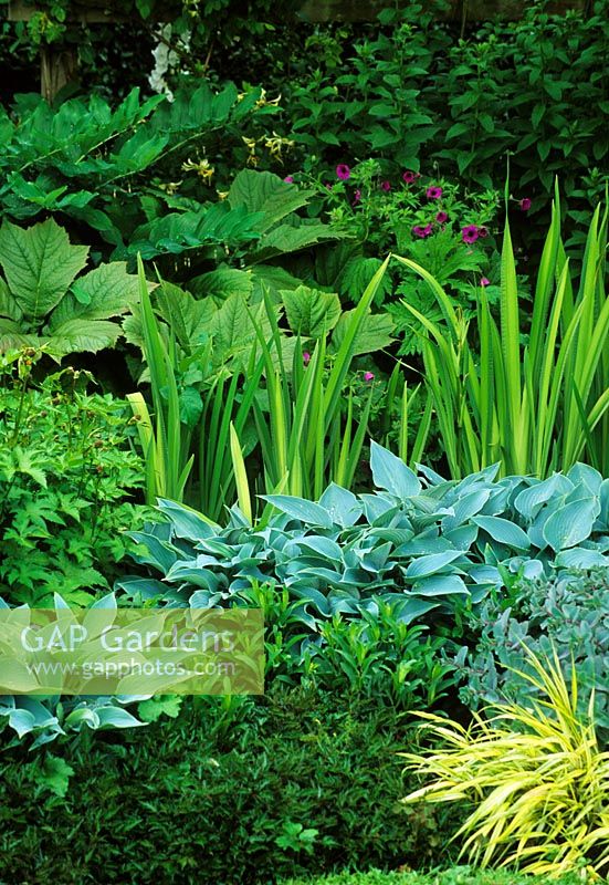 Green summer border with Hosta, Iris and Rodgersia at Eastgrove Cottage Garden in Worcestershire