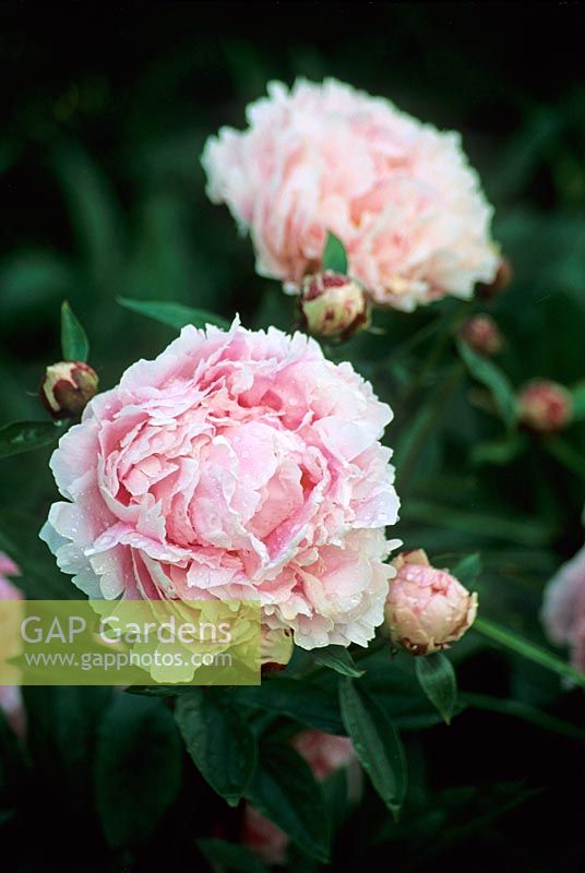 Paeonia 'Sarah Bernhardt' - Closeup of Peony flowering in June