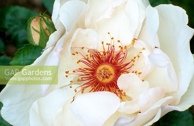 Rosa 'Jacqueline du Pre' - closeup of white flower in summer