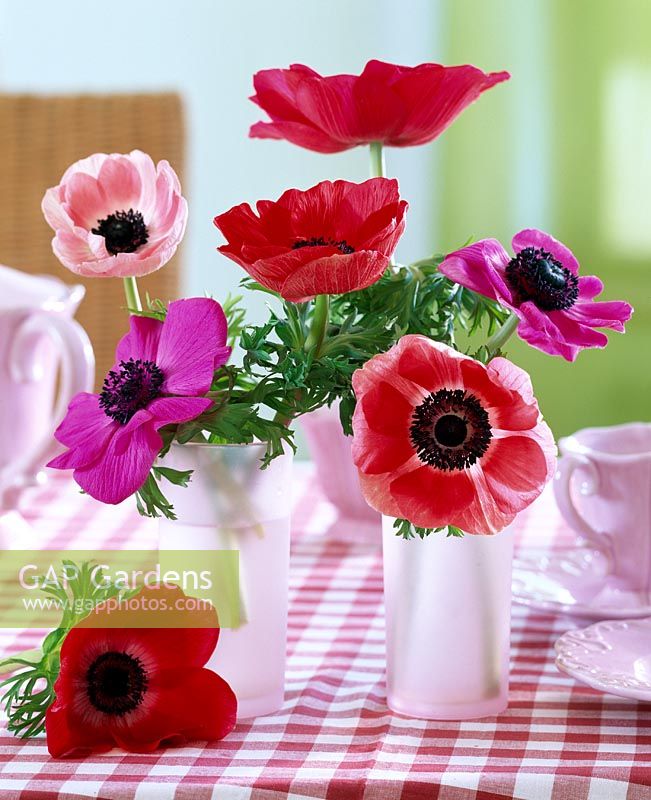 Floral arrangement with Anemone coronaria in glass vases on tartan tablecloth