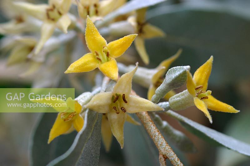Elaeagnus angustifolia 'Quicksilver'