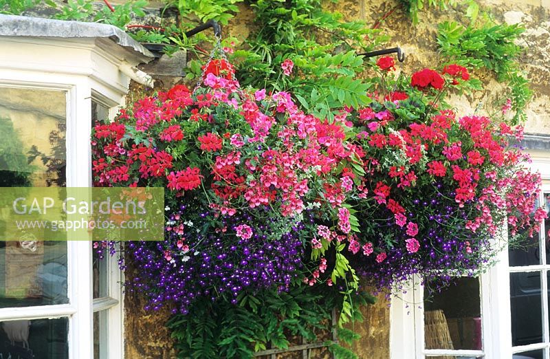 Summer flowering colourful hanging baskets with Pelargoniums and Lobelia