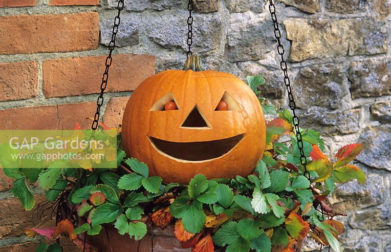 Autumn hanging basket with strawberries and Halloween Jack O'Lantern pumpkin with cherry tomato eyes.