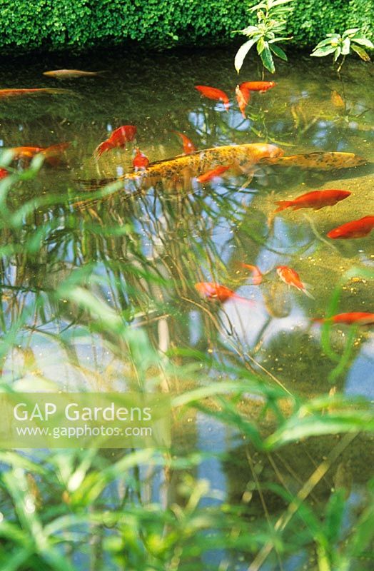 Small pond with goldfish