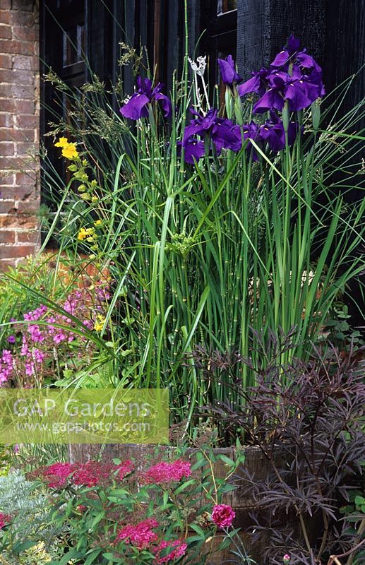 Bog garden in wooden barrel container with Iris ensata, Cyperus alternifolius and Equisetum hyemale at The Oast Houses, Hampshire. 