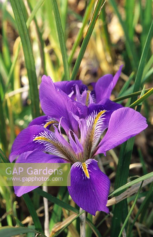 Iris unguicularis (syn. stylosa)