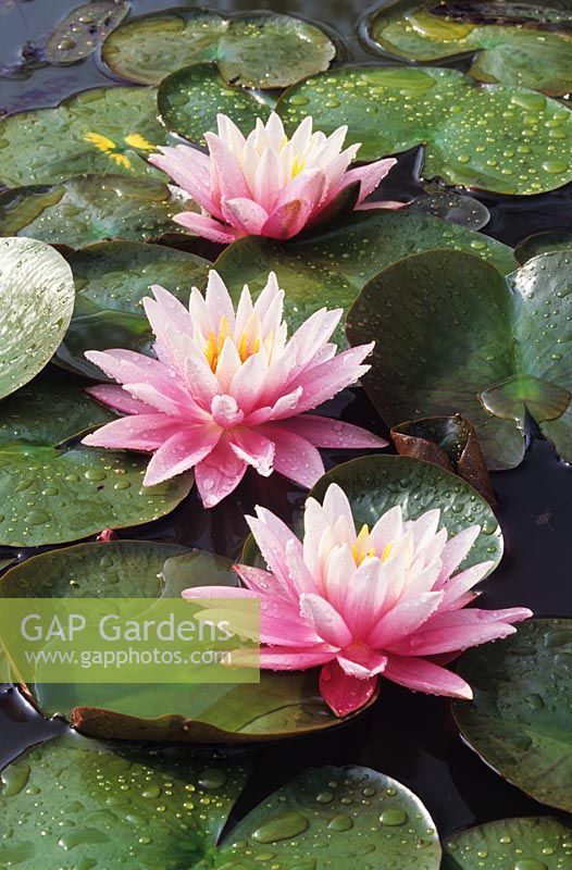 Nymphaea 'Firecrest' - Waterlily