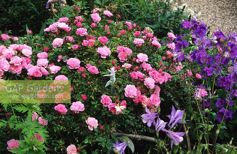 Rosa 'Cecile Brunner' - Dwarf polyantha Rose with Geranium magnificum