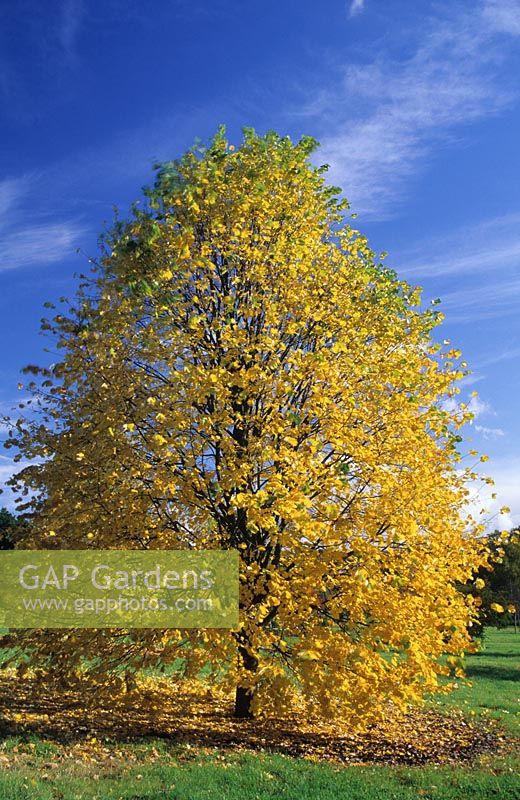 Tilia tomentosa - Lime Tree in autumn at Hilliers Arboretum in Hampshire