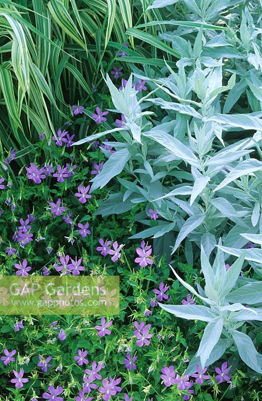 Viola cornuta 'Lacinata' - Violet,  Artemisia 'Silver Queen' and Phalaris arundinacea var. picta