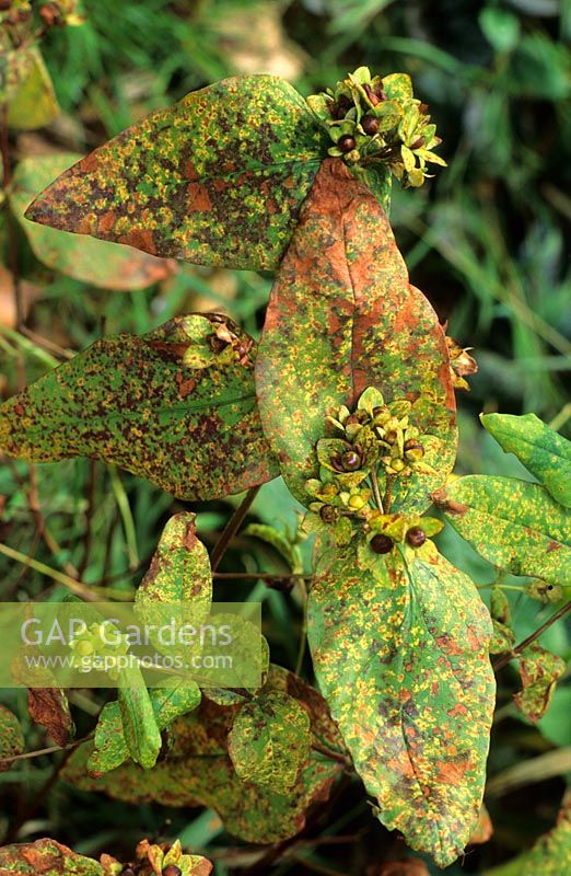 Fungal rust on Hypericum leaves