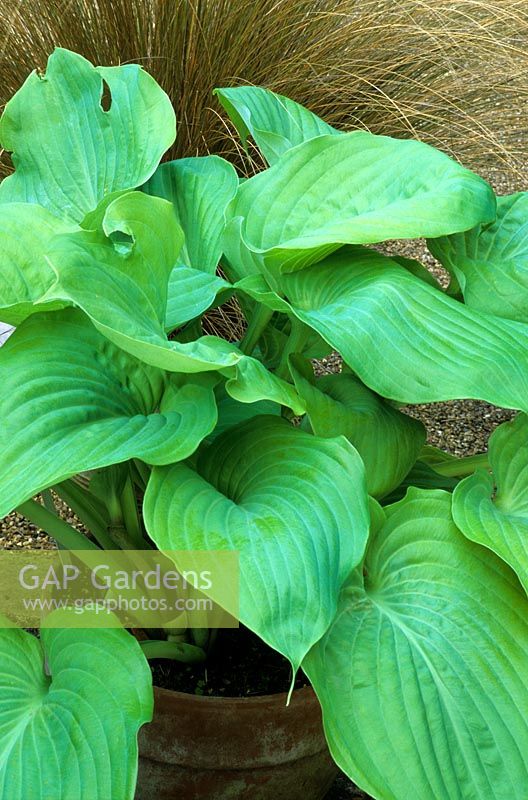 Hosta 'Sum and Substance' in pot