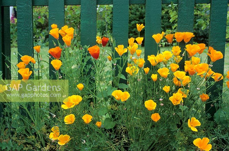 Eschscholzia - Californian Poppy against green picket fence