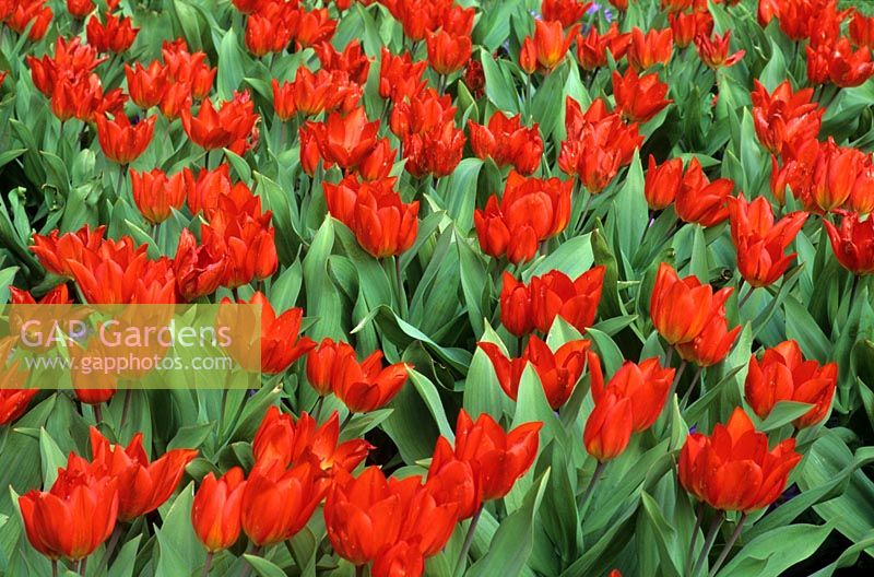 Tulipa praestans 'Fusilier' - Tulips