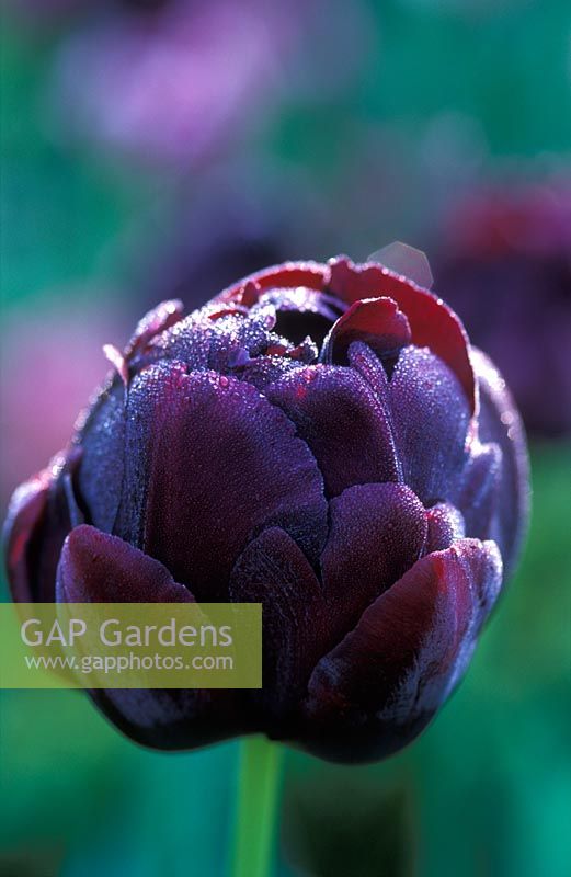 Tulipa 'Black Hero' with dew in May