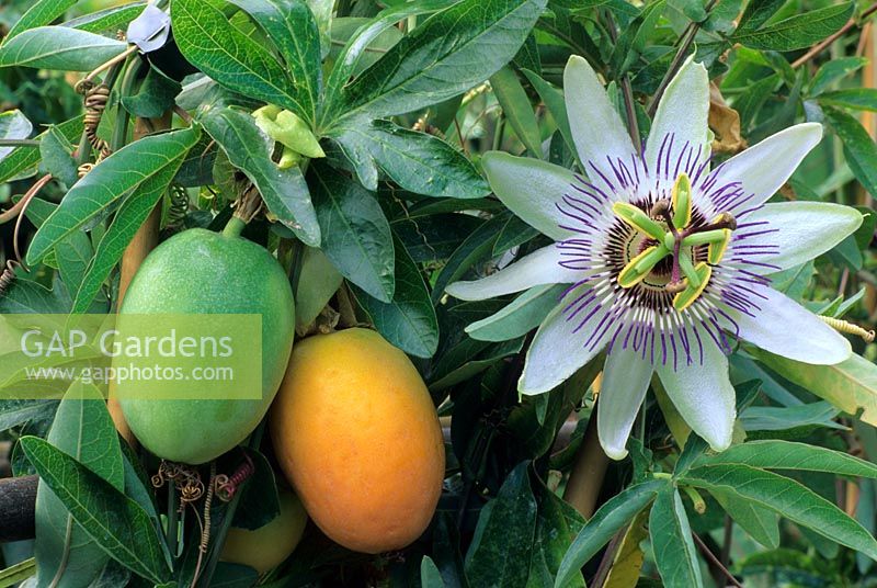Passiflora caerulea with flower and fruit
