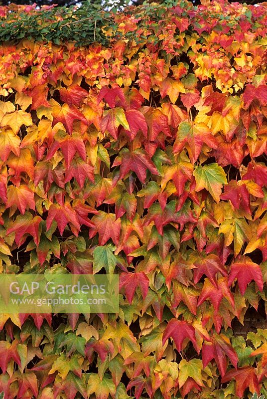 Parthenocissus tricuspidata growing on wall