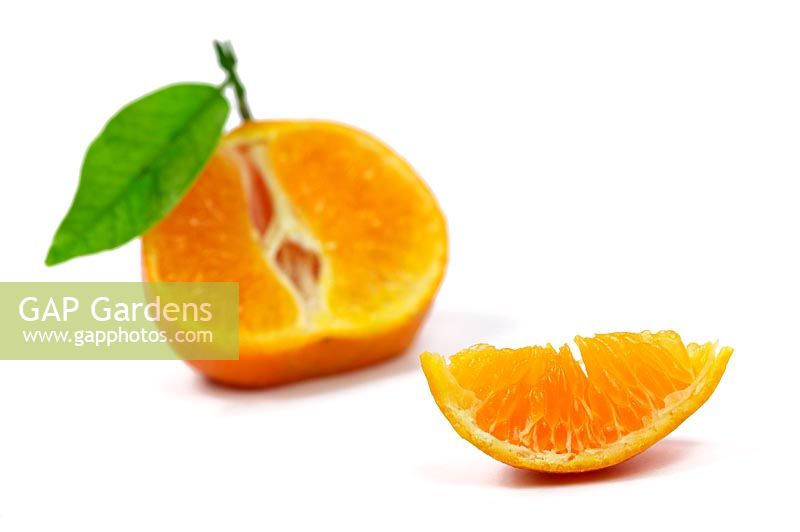 Citrus - Clementine Nules    