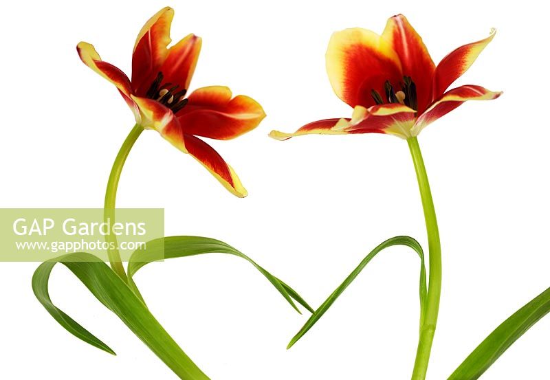 Two red Tulipa - Tulips  