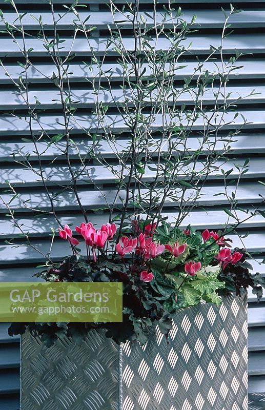 Modern metal container winter planted with Corokia, Cyclamen, Brassica - Ornamental Cabbage and Heuchera. 