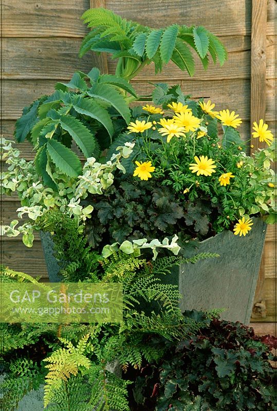 Summer container planted with Melianthus major, Heuchera, Helichrysum, Ferns and Leucanthemum in metal pots against wooded fence