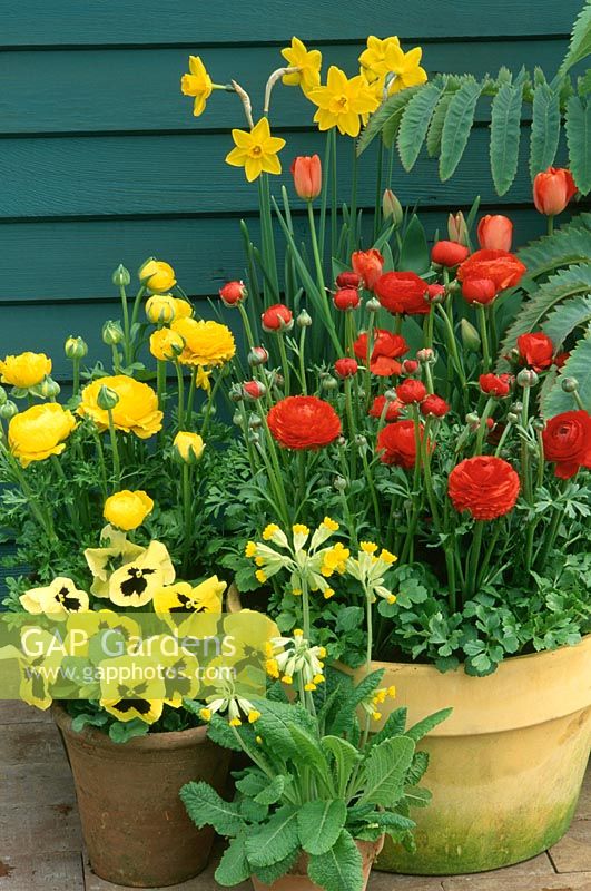 Containers with  Ranunculus 'Accolade' and Viola - Pansies