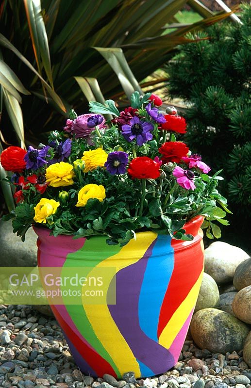 Colourful painted container with  Ranunculus 'Accolade' series
