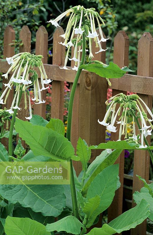 Nicotiana sylvestris against wooden picket fence